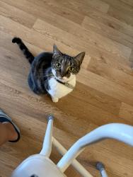 Lost Female Cat last seen Escaped through window on Prestwick close, Bletchley, England MK3 7RQ