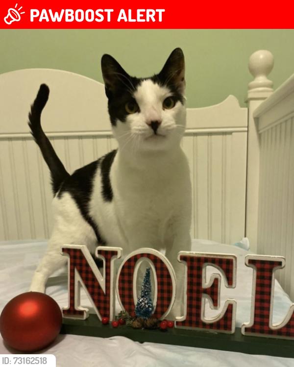 Lost Male Cat last seen Picea plaza monroe, Monroe Township, NJ 08831