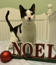 Lost Male Cat last seen Picea plaza monroe, Monroe Township, NJ 08831