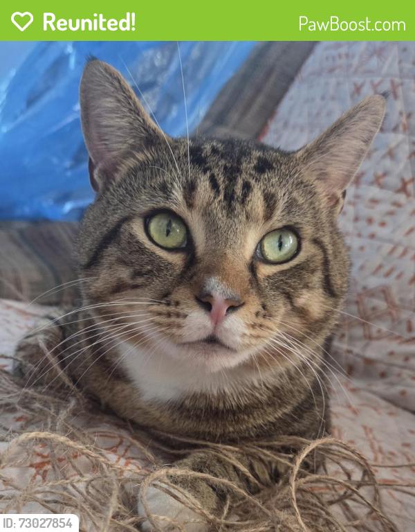 Reunited Male Cat last seen King ave and ivy st. Waynesboro va, Waynesboro, VA 22980