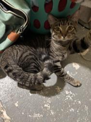Reunited Male Cat last seen Iga Foods, Lumberton, NC 28358