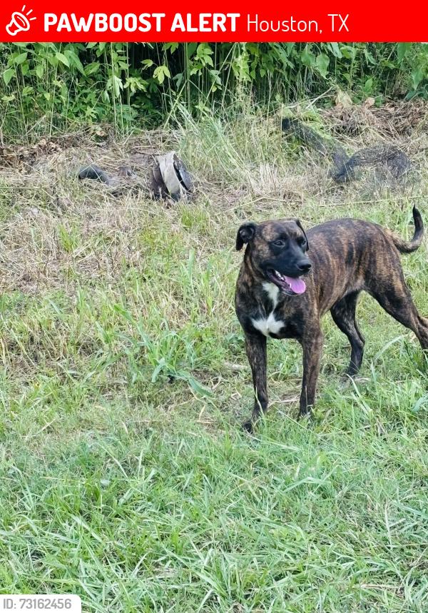 Lost Female Dog last seen Entre el 59&8 y entre el 59&JFK, Houston, TX 77032