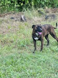 Lost Female Dog last seen Entre el 59&8 y entre el 59&JFK, Houston, TX 77032