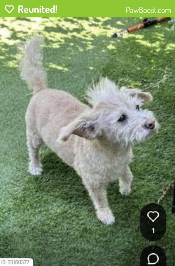 Reunited Male Dog last seen S12th St and 280, San Jose, CA 95112