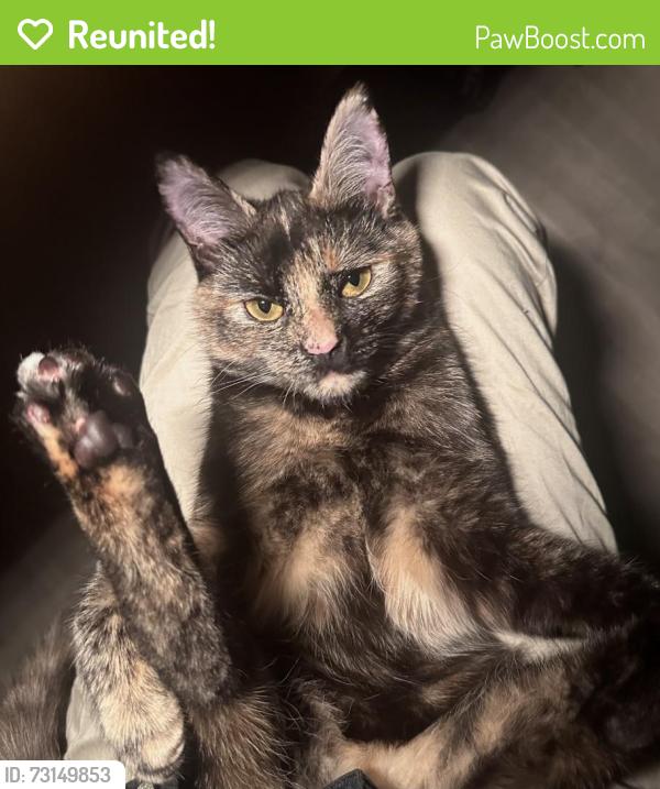 Reunited Female Cat last seen Eltingville Elementary School, Staten Island, NY 10312