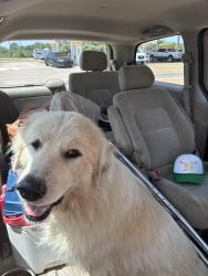 Found/Stray Unknown Dog last seen Highway 31, Malvern, AR 72104