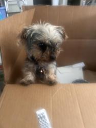 Found/Stray Female Dog last seen Jimmy Durante & Harmon, Las Vegas, NV 89122