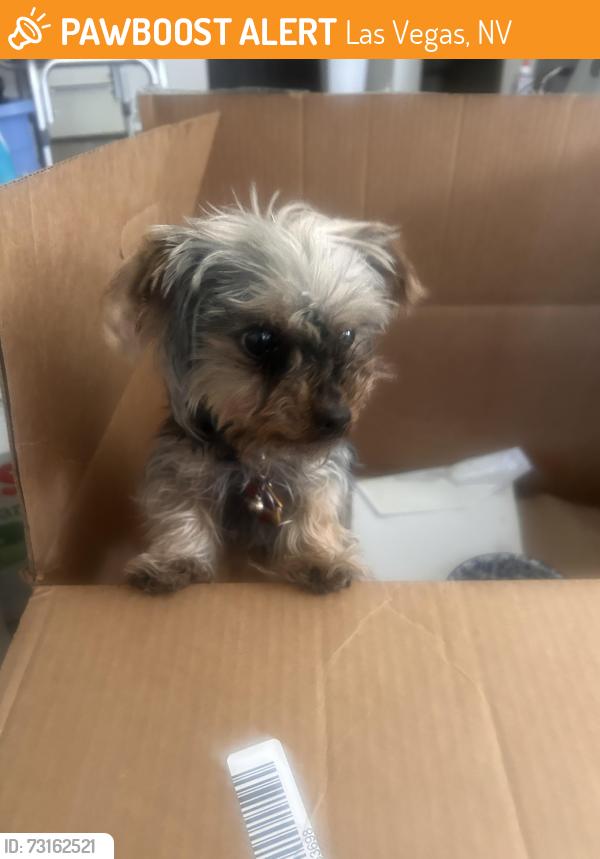 Found/Stray Female Dog last seen Jimmy Durante & Harmon, Las Vegas, NV 89122