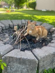 Lost Male Cat last seen 79th and Oaklandon, Lawrence, IN 46236