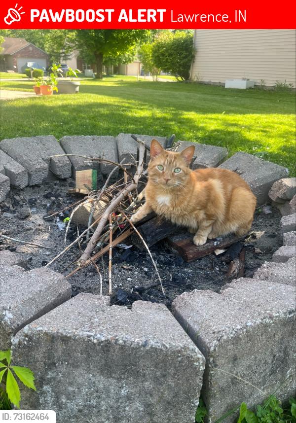 Lost Male Cat last seen 79th and Oaklandon, Lawrence, IN 46236