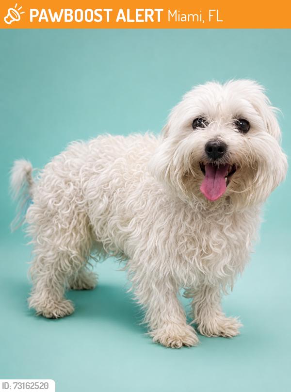 Found/Stray Male Dog last seen Near ave NW Miami, Miami, FL 33127