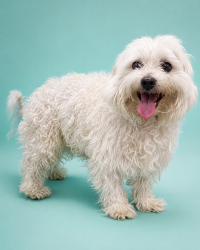 Found/Stray Male Dog last seen Near ave NW Miami, Miami, FL 33127
