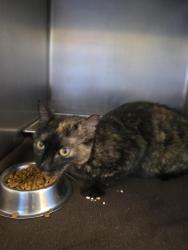 Shelter Stray Female Cat last seen Out of Town, 211 Kind Hearts Wy, Burnsville, NC 28714, USA