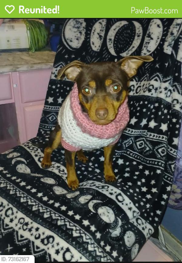 Reunited Female Dog last seen University and Whitendale, Visalia, CA 93277