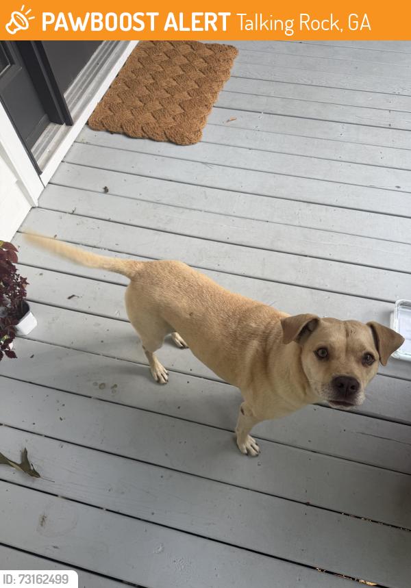 Found/Stray Male Dog last seen Old Rte 5 & John’s Way, Talking Rock, GA 30175