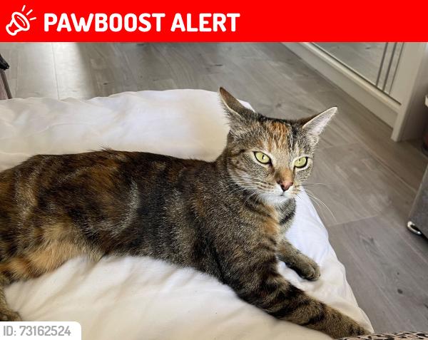 Lost Female Cat last seen St Ives close, Greater London, England 