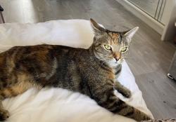 Lost Female Cat last seen St Ives close, Greater London, England 