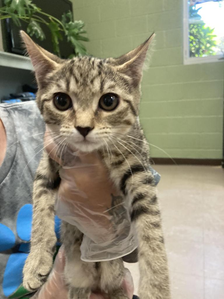 Shelter Stray Female Cat last seen In Town, 211 Kind Hearts Wy, Burnsville, NC 28714, USA