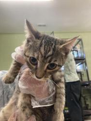 Shelter Stray Female Cat last seen In Town, 211 Kind Hearts Wy, Burnsville, NC 28714, USA