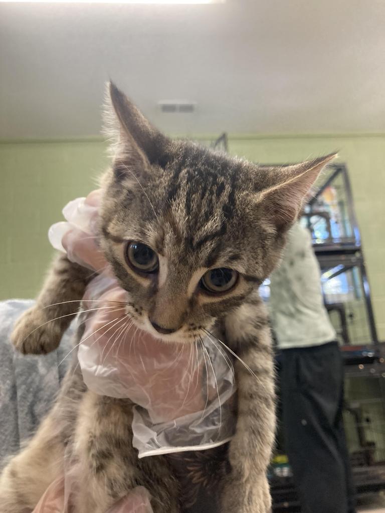 Shelter Stray Female Cat last seen In Town, 211 Kind Hearts Wy, Burnsville, NC 28714, USA