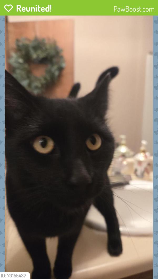 Reunited Male Cat last seen Alta Mesa and Incline Drive, Auburn, CA 95603