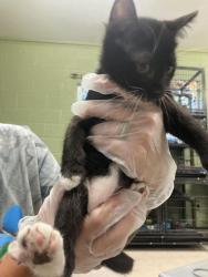 Shelter Stray Female Cat last seen In Town, 211 Kind Hearts Wy, Burnsville, NC 28714, USA