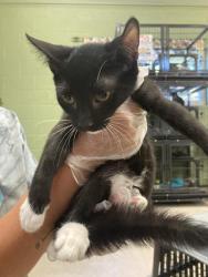 Shelter Stray Female Cat last seen In Town, 211 Kind Hearts Wy, Burnsville, NC 28714, USA