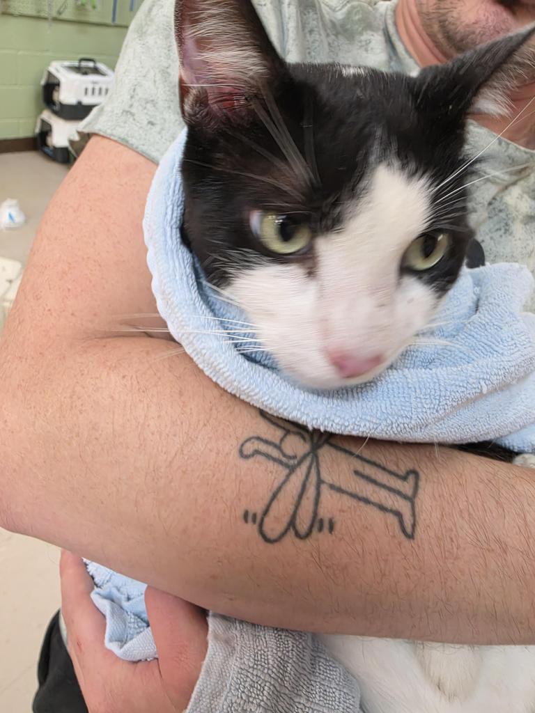 Shelter Stray Male Cat last seen Out of Town, 211 Kind Hearts Wy, Burnsville, NC 28714, USA