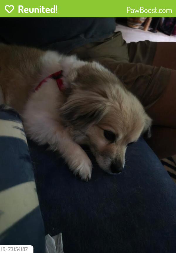 Reunited Female Dog last seen Nesbit Ferry Road & Winters Chapel Road, Winters Chapel Rd, GA 30360