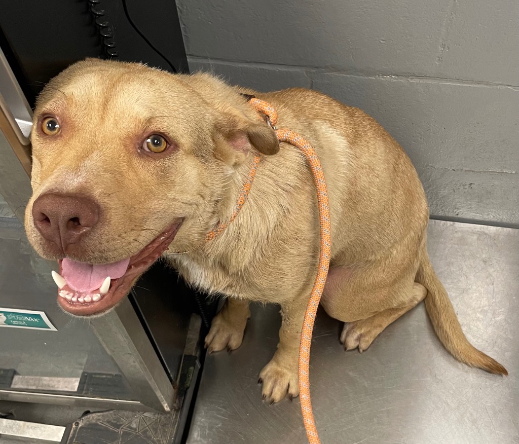 Shelter Stray Male Dog last seen Midwest City, 8485 E Reno Ave, Midwest City, OK 73110, USA