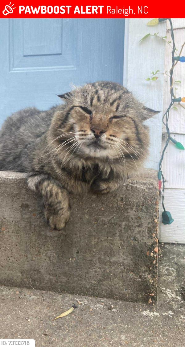 Lost Male Cat last seen La Quinta - Crabtree, Raleigh, NC 27612