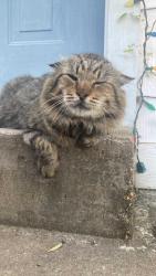 Lost Male Cat last seen La Quinta - Crabtree, Raleigh, NC 27612