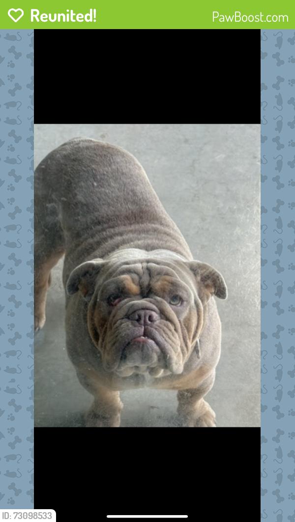 Reunited Female Dog last seen 11th and Fargo, Hanford, CA 93230