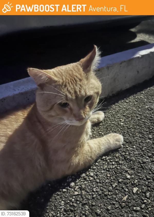 Found/Stray Male Cat last seen At Biscayne Boulevard and 180th Street., Aventura, FL 33180