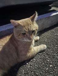 Found/Stray Male Cat last seen At Biscayne Boulevard and 180th Street., Aventura, FL 33180