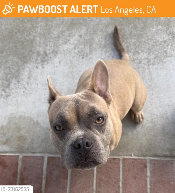 Found/Stray Female Dog last seen PCH & Normandie, Los Angeles, CA 90710