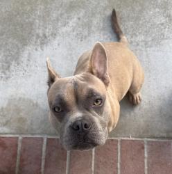 Found/Stray Female Dog last seen PCH & Normandie, Los Angeles, CA 90710