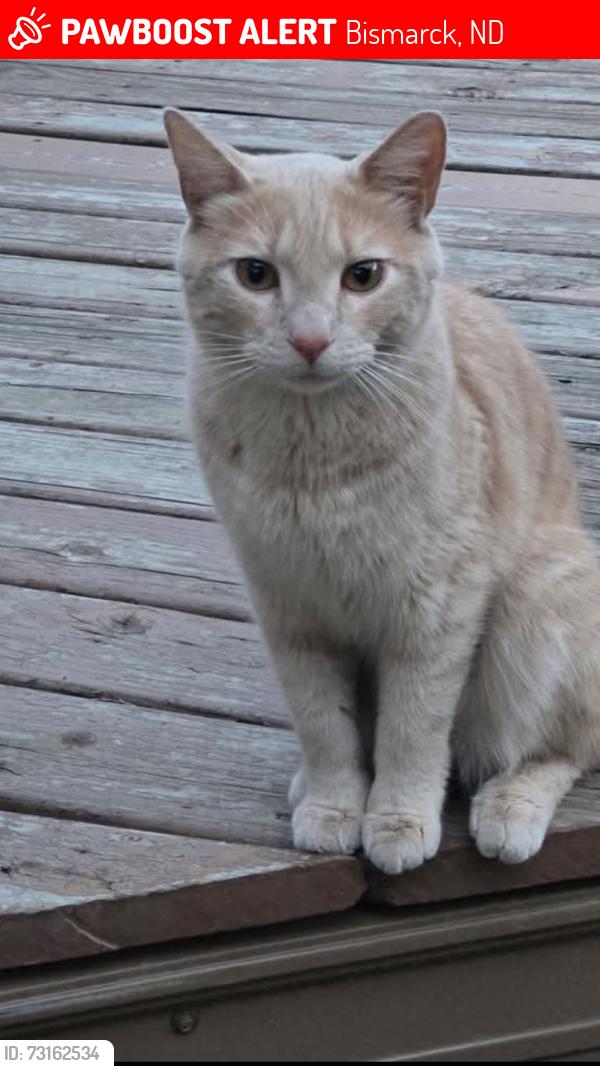 Lost Male Cat last seen Bismarck Nd, Bismarck, ND 58504