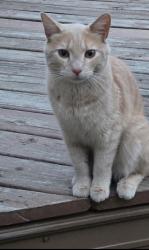 Lost Male Cat last seen Bismarck Nd, Bismarck, ND 58504