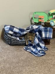 Reunited Female Cat last seen Near Bypass and Derry Way, Derry, NH 03038