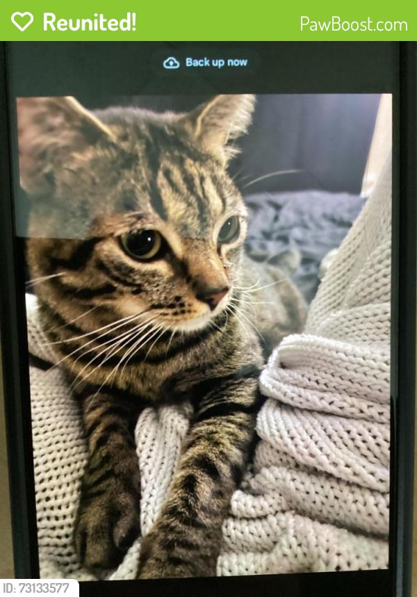 Reunited Male Cat last seen Royal St Moritz apmt homes, Grapevine, TX 76051