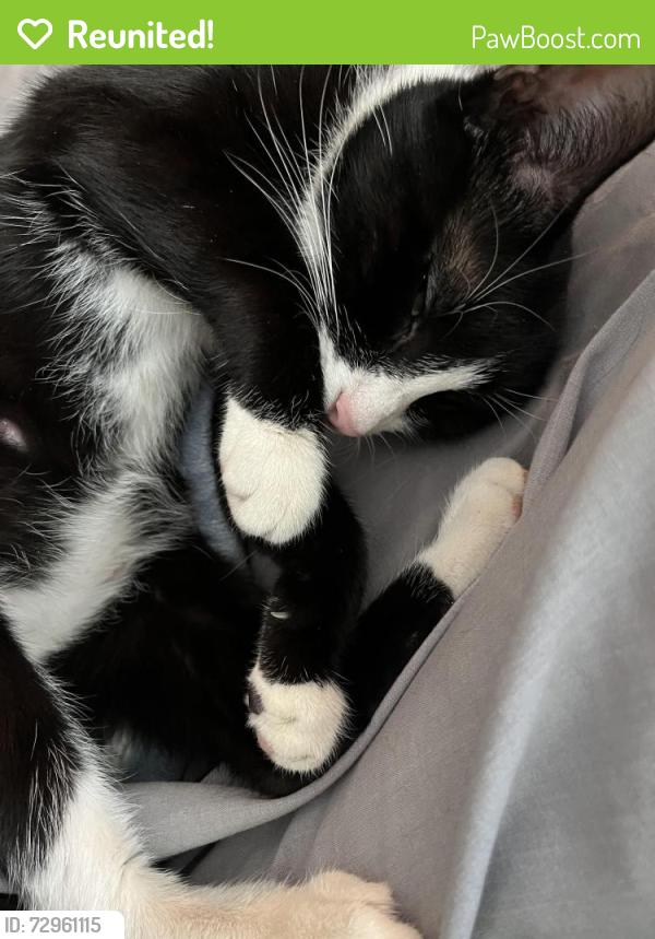 Reunited Female Cat last seen St. Rose of Lima, Milwaukee, WI 53208