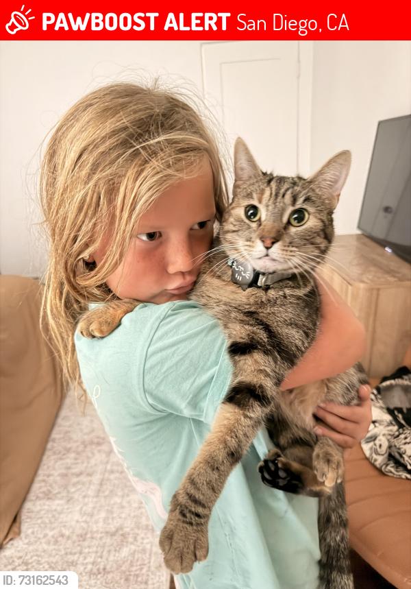 Lost Female Cat last seen Boundary St, San Diego, CA 92103