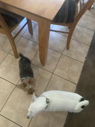 Found/Stray Female Dog last seen Sugar Creek, North Las Vegas, NV 89081