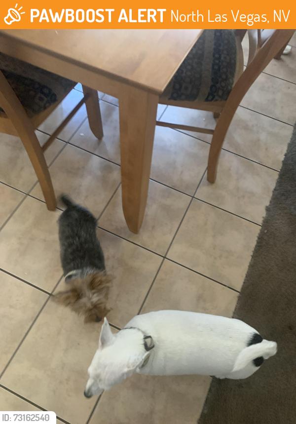 Found/Stray Female Dog last seen Sugar Creek, North Las Vegas, NV 89081