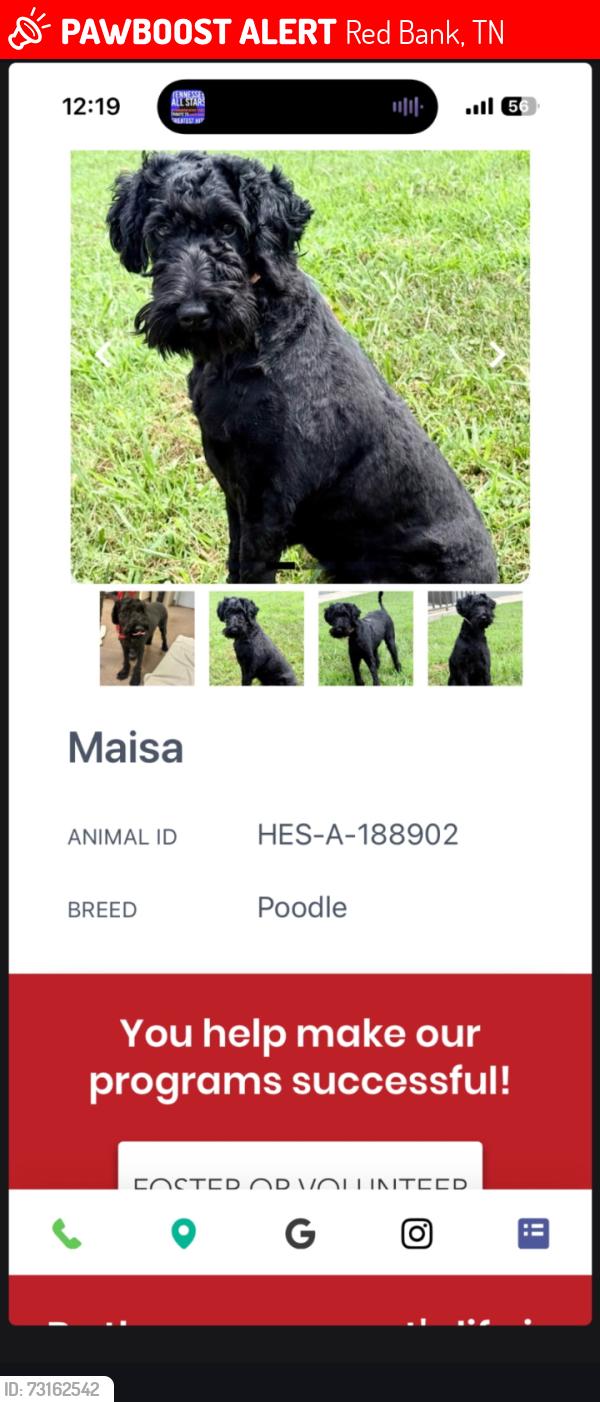 Lost Female Dog last seen I'm not sure, Red Bank, TN 37415