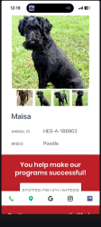 Lost Female Dog last seen I'm not sure, Red Bank, TN 37415