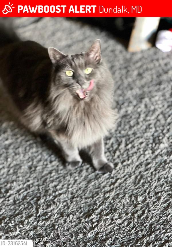 Lost Female Cat last seen denbury, Dundalk, MD 21222