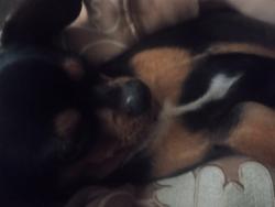 Lost Male Dog last seen Pleasant Valley Rd, Johnson County, TN 37683