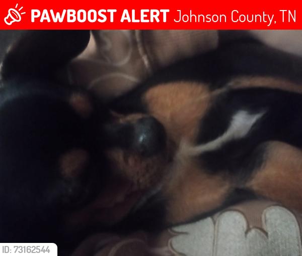 Lost Male Dog last seen Pleasant Valley Rd, Johnson County, TN 37683